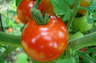 Вершинная гниль томатов фото