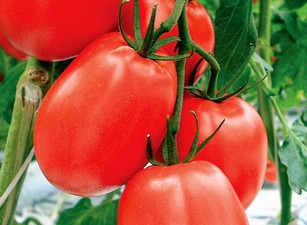 Формирование томатов в теплице видео