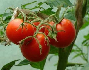 Какие витамины в помидорах