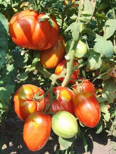 Жареные зеленые помидоры fb2
