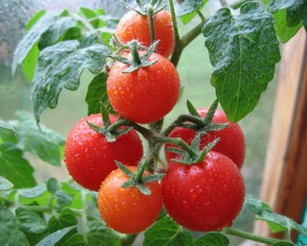 Опыление томатов в теплице