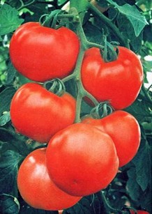 Как правильно подкармливать помидоры