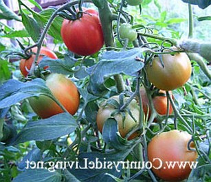 Баклажаны жареные с чесноком помидорами