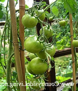 Сорта помидоров в крыму