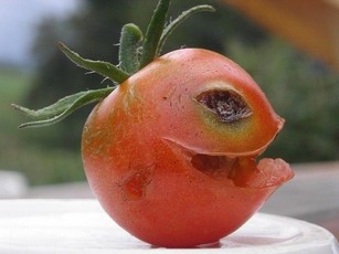 Болезни помидоров фото