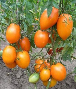 Обработка томатов от фитофторы