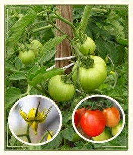 Чем опрыскивать помидоры от фитофторы