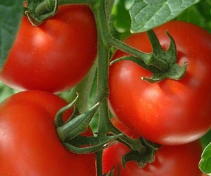 Характеристики сортов помидор