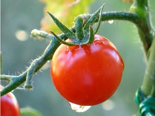 Какие удобрения для помидор