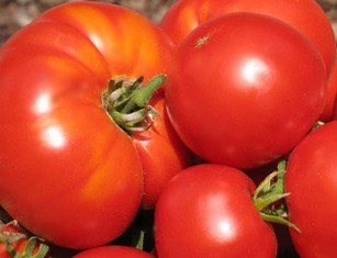 Как солить огурцы и помидоры
