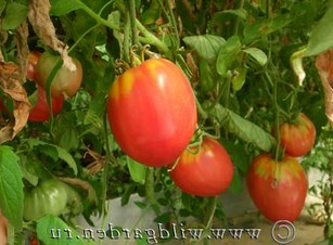 Удобрения для томатов и перцев