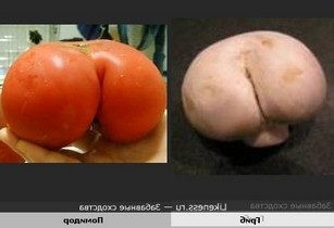 Как пасынковать помидоры фото