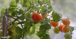 Почему сохнут листья у помидор
