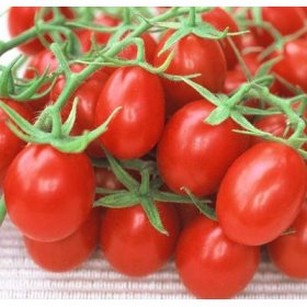Лечение томатов от фитофторы
