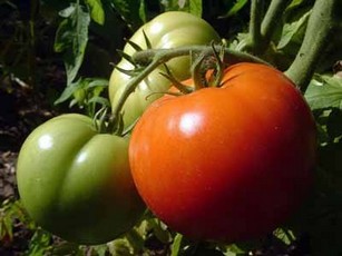 Рецепт баклажаны с помидорами