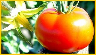 Какие витамины в помидорах