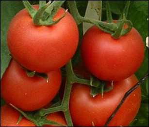 Как ухаживать за тепличными помидорами