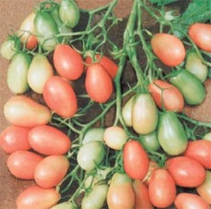 Уход за низкорослыми помидорами