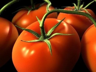 Технология выращивания помидоров