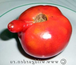 Борьба с фитофторой томатов