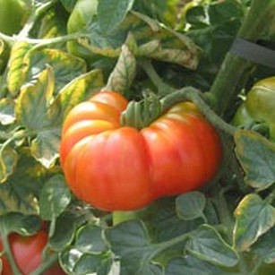 Агротехника выращивания помидоров