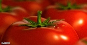 Давайте выращивать помидоры