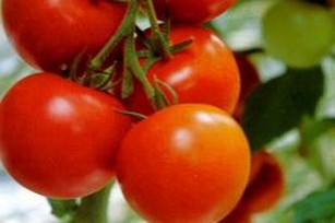Почему пожелтели листья у помидор