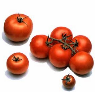 Болезни томатов кустов