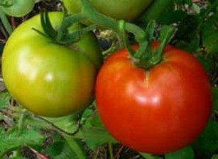 Выращивание помидоров в грунте